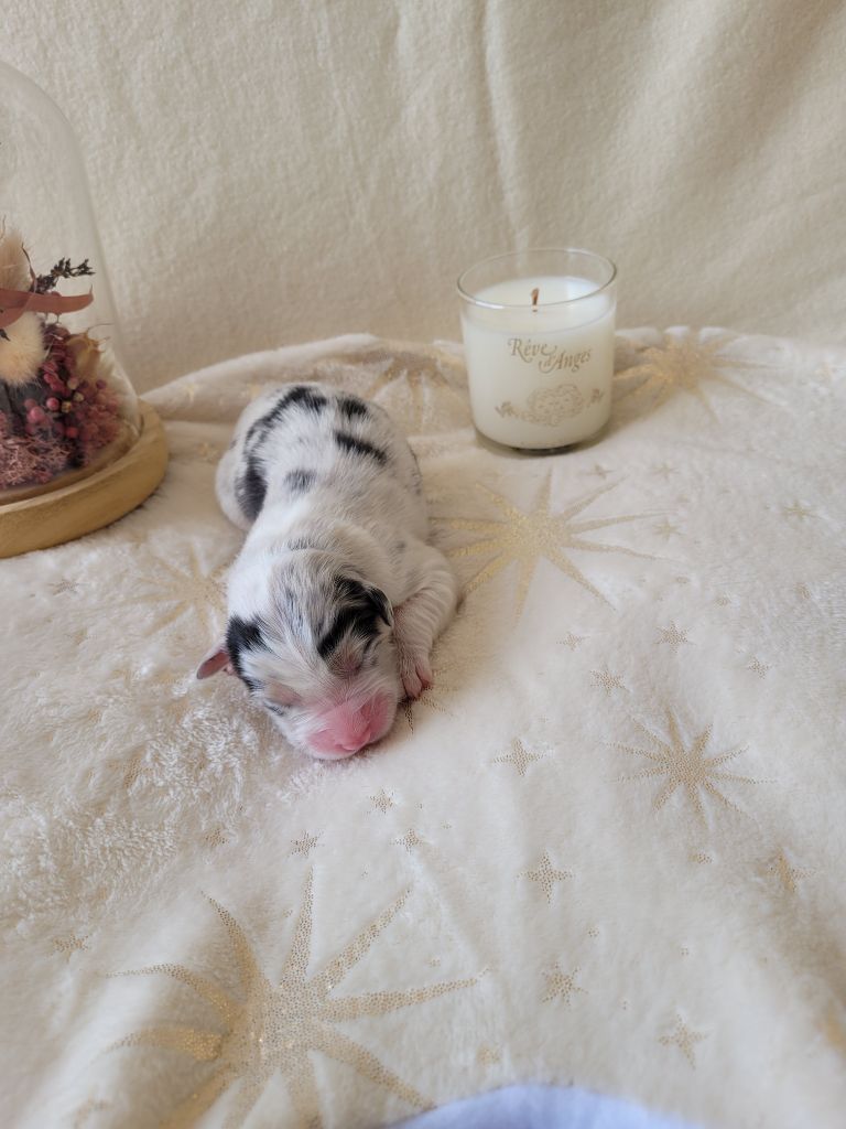 Du Moulin Des Garrigues - Chiots disponibles - Berger Australien