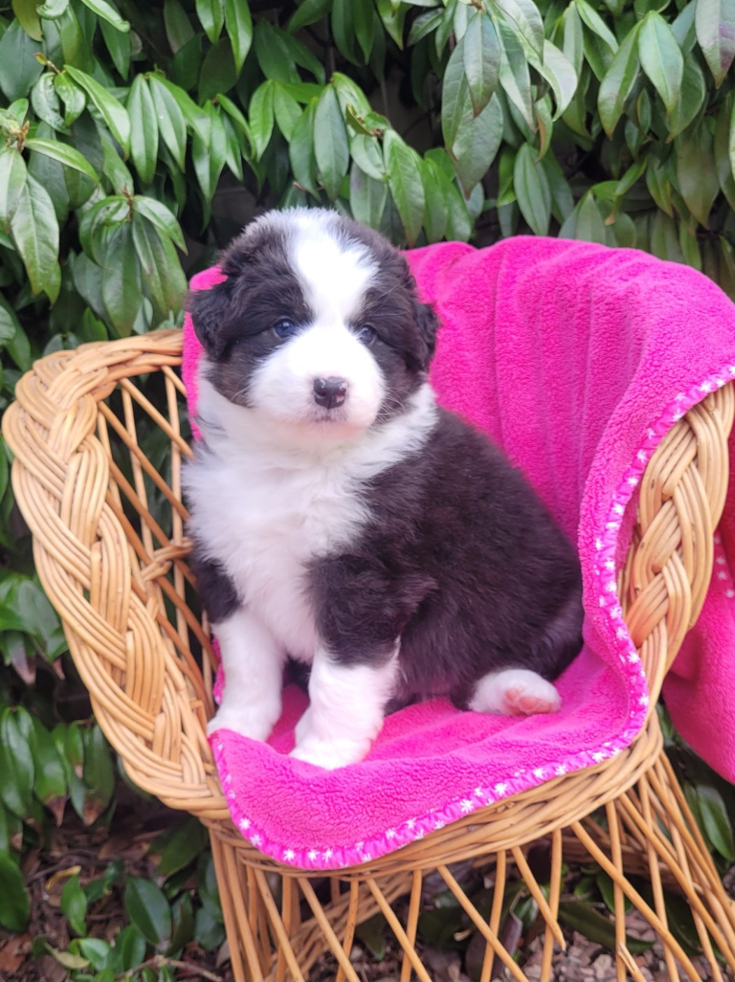 Du Moulin Des Garrigues - Chiots disponibles - Berger Australien