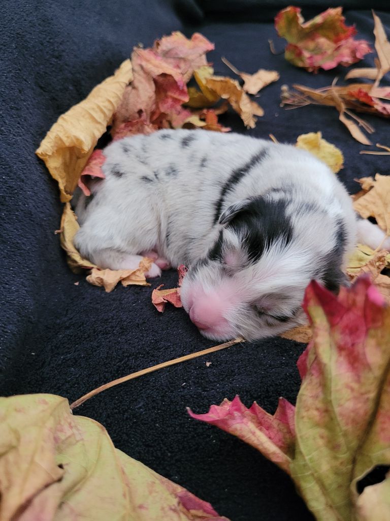 Du Moulin Des Garrigues - Chiots disponibles - Berger Australien