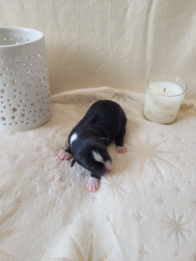 Du Moulin Des Garrigues - Chiots disponibles - Berger Australien