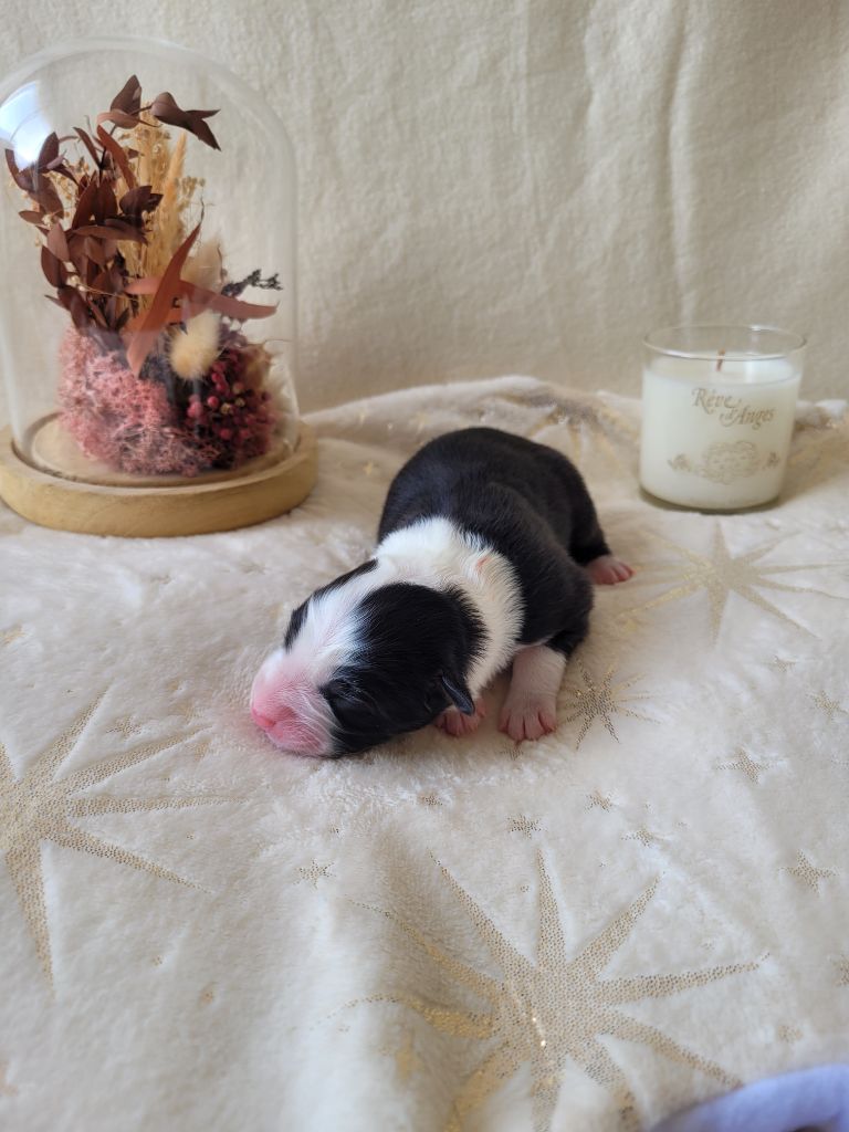 Du Moulin Des Garrigues - Chiots disponibles - Berger Australien