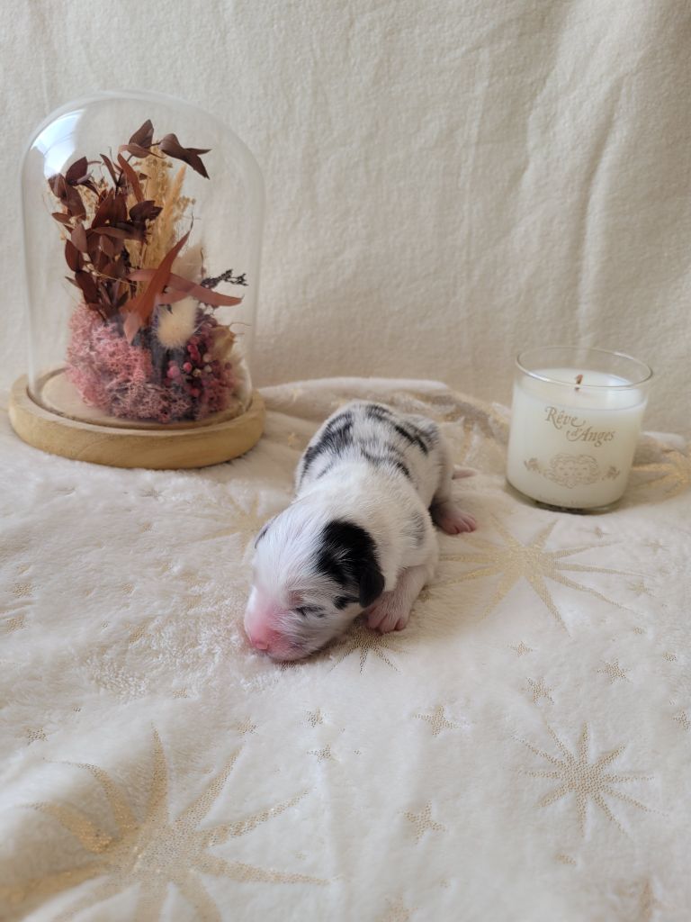 Du Moulin Des Garrigues - Chiots disponibles - Berger Australien