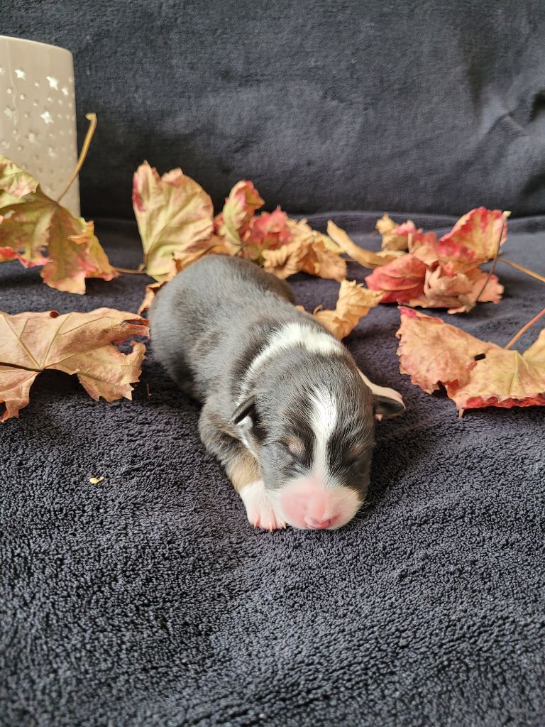 Du Moulin Des Garrigues - Chiots disponibles - Berger Australien